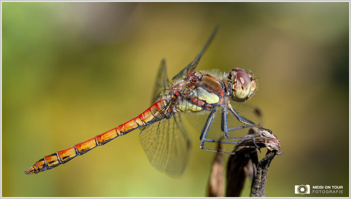 Große Heidelibelle | Nikon Z8, NIKKOR Z MC 105 1:2,8 VR S, ISO 1100, 1/800s, f/13