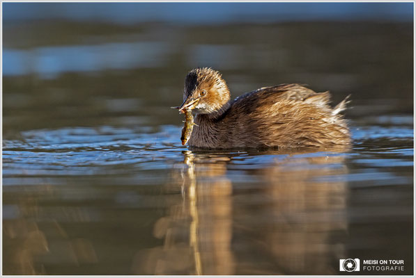 Zwergtaucher  |  Canon EOS R6, EF 300 f/2,8 L IS II USM mit Telekonverter 2x (600 mm), ISO 1600, 1/1000s, f/6,3