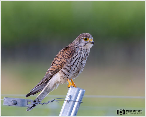 Turmfalke  |  Canon EOS R6, EF 300 f/2,8 L IS II USM mit Telekonverter 2x (600 mm), ISO 1250, 1/320s, f/7,1