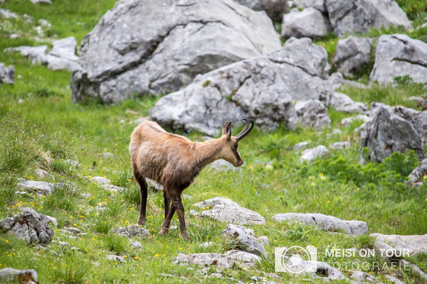 Gams  |  Canon EOS-7D Mark II, EF-S 55-250 f/5,6 IS STM, ISO 400, 1/500s, f/7,1