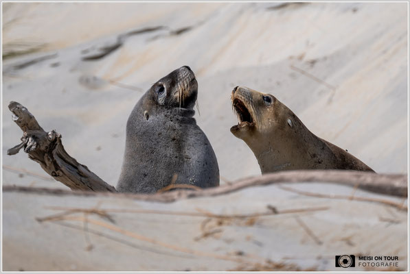 Seelöwen am Strand von Dunedin  |  Nikon Z9, NIKKOR Z 100–400 mm 1:4,5–5,6 VR S (400 mm), ISO 100, 1/1600s, f/5,6