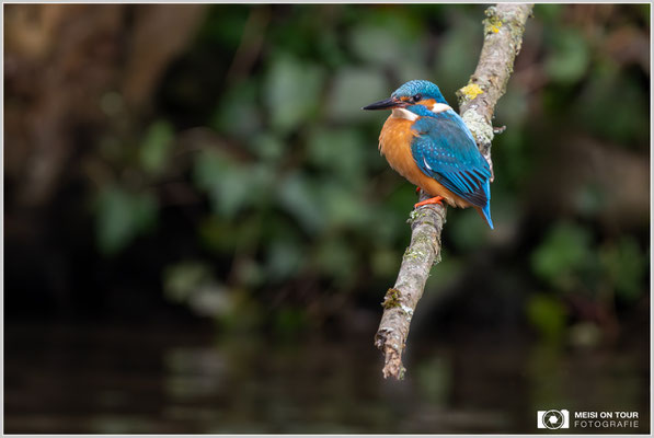 Eisvogel  |  Nikon Z9, NIKKOR Z 800 mm 1:6,3 VR S mit TC1,4x (1120 mm), ISO 6400, 1/320s, f/9