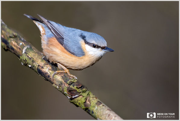 Kleiber  |  Canon EOS R6, EF 300 f/2,8 L IS II USM mit Telekonverter 2x (600 mm), ISO 1600, 1/800s, f/6,3