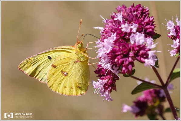 Goldene Acht  |  Canon EOS-6D, Sigma 150 f/2,8 Makro DG OS HSM mit Telekonverter 1,4x III (210 mm), ISO 800, 1/1250s, f/8, Einbeinstativ