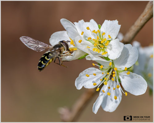 Schwebfliege  |  Nikon Z8, Sony FE 100mm F2.8 Makro GM OSS mit Sony Konverter 2,0 (200mm), ISO 1250, 1/1600s, f/11