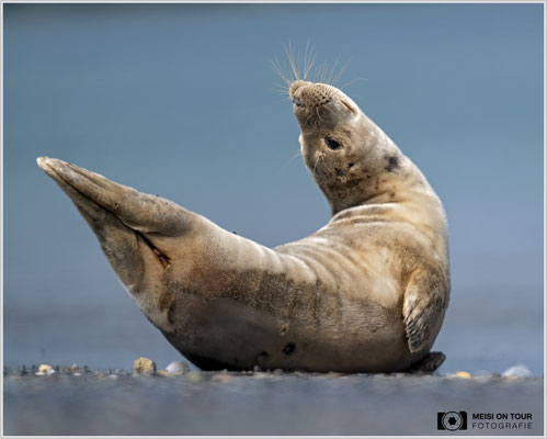 Kegelrobbe  |  Nikon Z9, NIKKOR Z 800 mm 1:6,3 VR S, ISO 320, 1/2000s, f/6,3