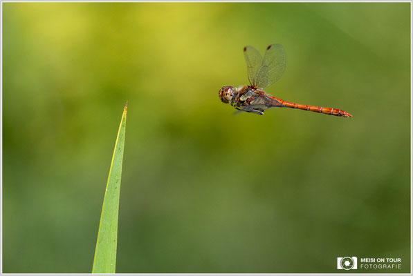 Große Heidelibelle  |  Nikon Z9, NIKKOR Z 100–400 mm 1:4,5–5,6 VR S (300 mm), ISO 1600, 1/3200s, f/8