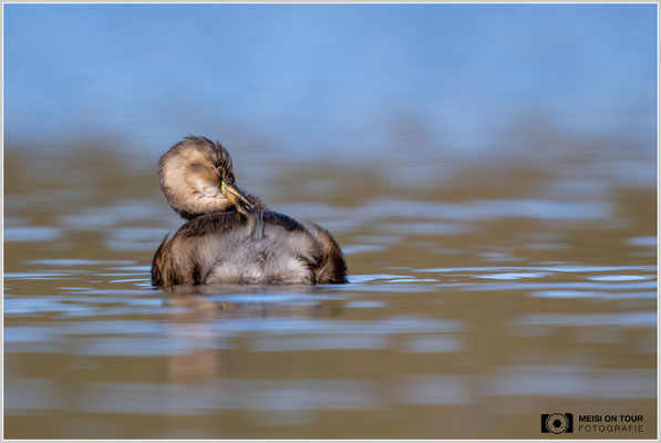 Zwergtaucher  |  Nikon Z9, NIKKOR Z 800 mm 1:6,3 VR S mit TC1,4x (1120 mm), ISO 1000, 1/2000s, f/9