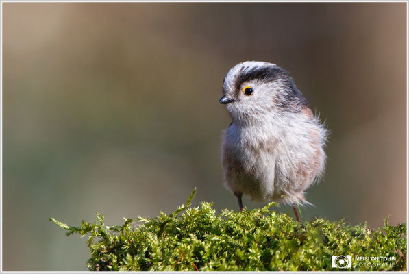 Schwanzmeise  |  Canon EOS-6D, EF 300 f/2,8 L IS II USM mit Telekonverter 2x III (600 mm), ISO 1000, 1/1000s, f/8, Einbeinstativ