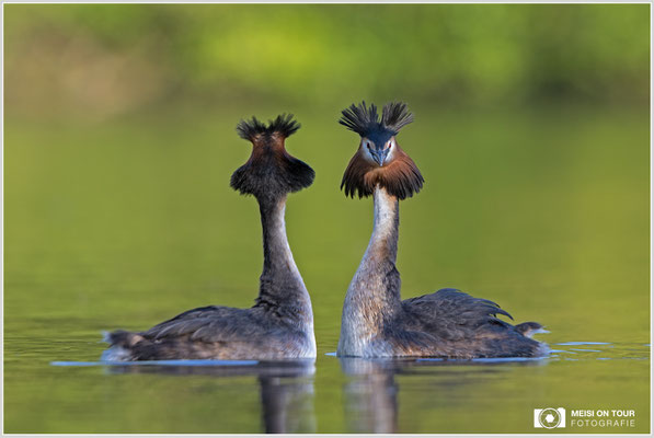 Haubentaucher  |  Canon EOS R6, EF 300 f/2,8 L IS II USM mit Telekonverter 2x (600 mm), ISO 800, 1/640s, f/7,1