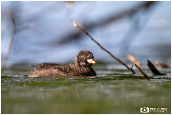 Zwergtaucher  |  Nikon Z8, NIKKOR Z 800 mm 1:6,3 VR S mit TC1,4x (1120 mm), ISO 1800, 1/1000s, f/9