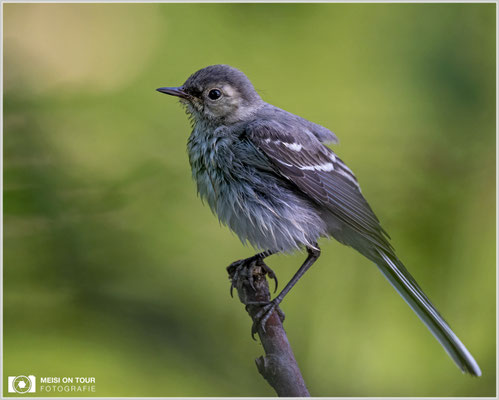 Bachstelze Jungtier  |  Nikon Z9, NIKKOR Z 800 mm 1:6,3 VR S mit TC1,4x (1120 mm), ISO 1250, 1/800s, f/9