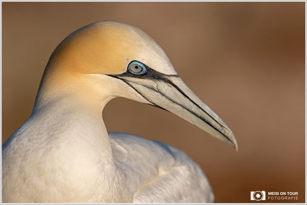 Basstölpel  |  Nikon Z9, NIKKOR Z 800 mm 1:6,3 VR S, ISO 250, 1/3200s, f/6,3