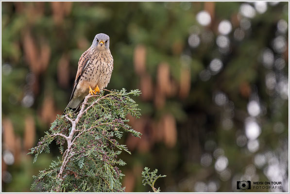 Turmfalke  |  Nikon Z9, NIKKOR Z 800 mm 1:6,3 VR S mit TC2,0x (1600 mm), ISO 640, 1/80s, f/13