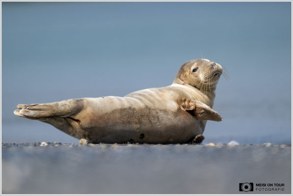 Kegelrobbe  |  Nikon Z9, NIKKOR Z 800 mm 1:6,3 VR S, ISO 320, 1/2000s, f/6,3