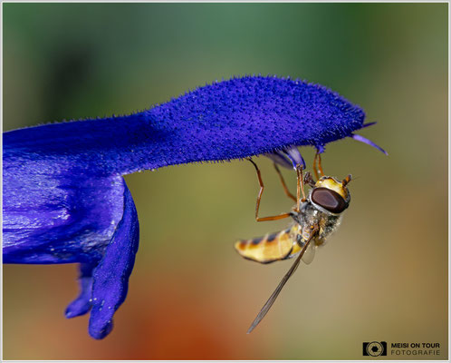 Schwebfliege an Guarani-Salbei |  Nikon Z9, NIKKOR Z MC 105 1:2,8 VR S, ISO 1600, 1/2000s, f/10