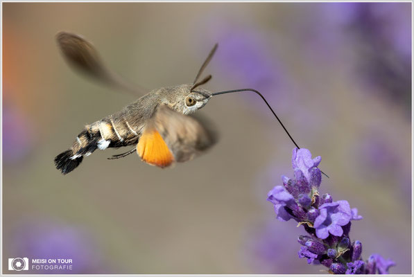 Taubenschwänzchen  |  Canon EOS R6, Sigma 150 f/2,8 Makro DG OS HSM mit Telekonverter 1,4x III (210 mm), ISO 1000, 1/1000s, f/8