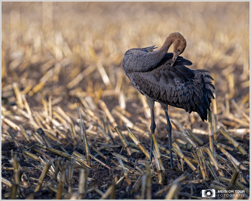 Junger Kranich bei der Gefiederpflege  |  Nikon Z9, NIKKOR Z 800 mm 1:6,3 VR S, ISO 450, 1/800s, f/6,3