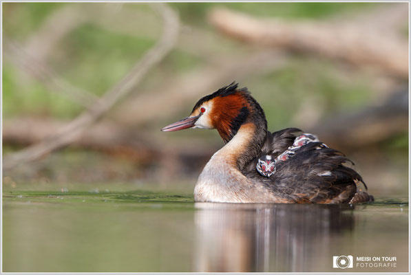 Haubentaucher  |  Canon EOS-5D Mark IV, EF 300 f/2,8 L IS II USM mit Telekonverter 2x (600 mm), ISO 800, 1/2000s, f/6,3, Reissack, Winkelsucher