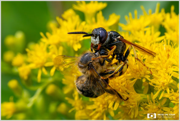 Bienenwolf mit erbeuteter Biene |  Nikon Z8, NIKKOR Z MC 105 1:2,8 VR S, ISO 3600, 1/1250s, f/13