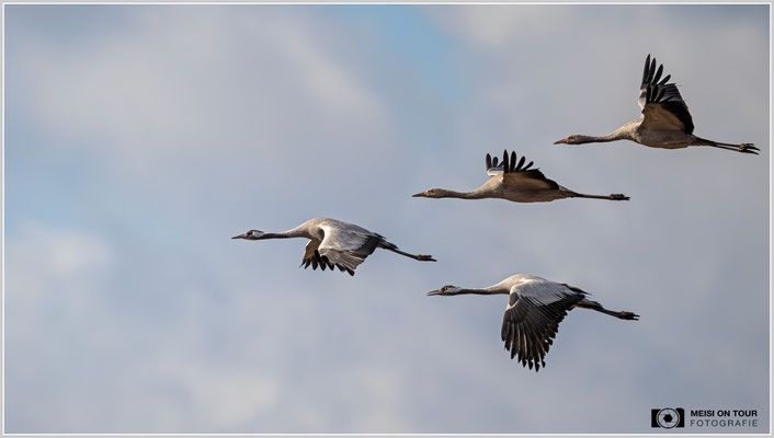 Kranichfamilie im Formationsflug  |  Nikon Z9, NIKKOR Z 800 mm 1:6,3 VR S, ISO 140, 1/1600s, f/6,3