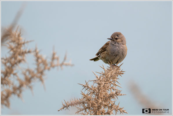 Heckenbraunelle  |  Nikon Z9, NIKKOR Z 800 mm 1:6,3 VR S, ISO 800, 1/2000s, f/6,3