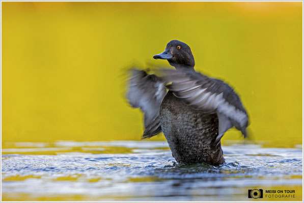 Reiherente  |  Canon EOS R6, EF 300 f/2,8 L IS II USM mit Telekonverter 2x (600 mm), ISO 800, 1/320s, f/7,1