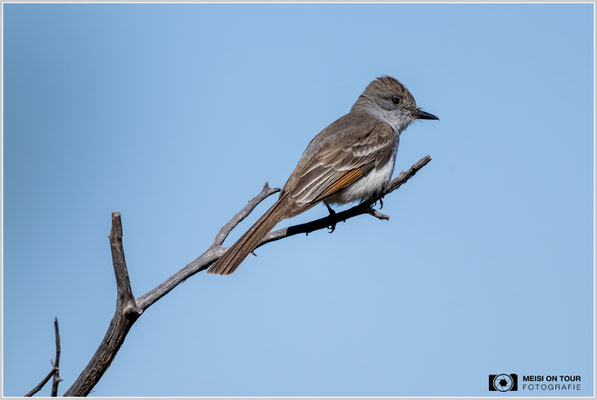 Kalifornienschopftyrann | Nikon Z9, NIKKOR Z 800 mm 1:6,3 VR S mit TC1,4x (1120 mm), ISO 900, 1/3200s, f/9