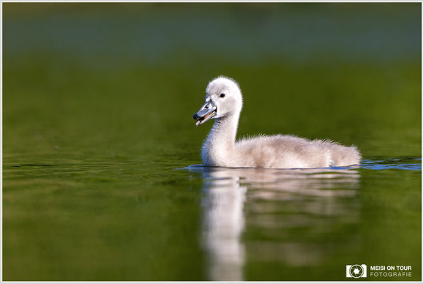 Höckerschwan Jungtier  |  Canon EOS R6, EF 300 f/2,8 L IS II USM mit Telekonverter 2x (600 mm), ISO 800, 1/1600s, f/7,1
