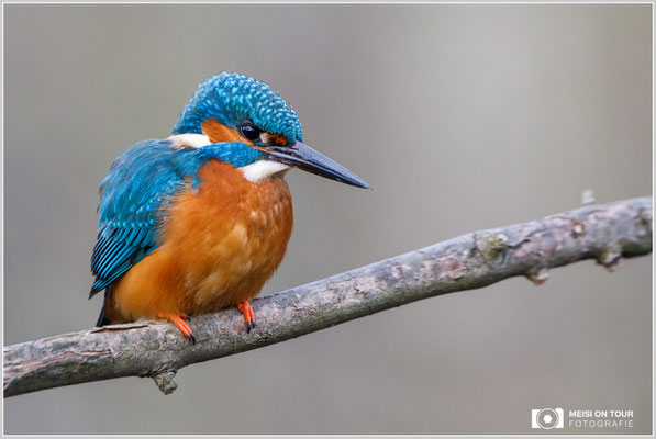 Eisvogel  |  Canon EOS-5D Mark IV, EF 300 f/2,8 L IS II USM mit Telekonverter 2x III (600 mm), ISO 1000, 1/320s, f/8, Einbeinstativ