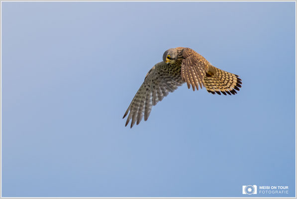 Turmfalke  |  Nikon Z9, NIKKOR Z 800 mm 1:6,3 VR S mit TC1,4x (1120 mm), ISO 800, 1/1600s, f/9