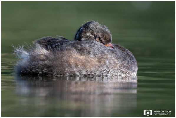 Zwergtaucher  |  Nikon Z8, NIKKOR Z 800 mm 1:6,3 VR S mit TC1,4x (1120 mm), ISO 1000, 1/1000s, f/9