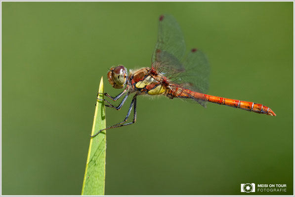 Große Heidelibelle  |  Nikon Z9, NIKKOR Z 100–400 mm 1:4,5–5,6 VR S (400 mm), ISO 800, 1/1250s, f/7,1