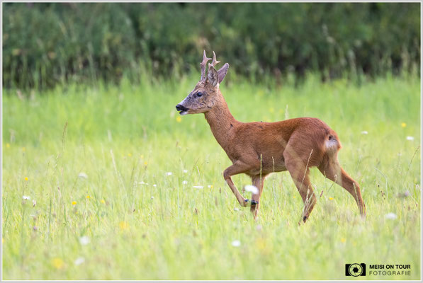 Rehbock  |  Nikon Z9, NIKKOR Z 100–400 mm 1:4,5–5,6 VR S (400 mm), ISO 800, 1/250s, f/5,6