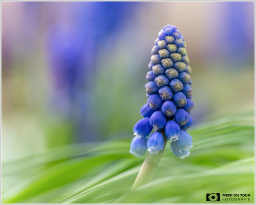 Traubenhyazinthe  |  Nikon Z8, Sony FE 100mm F2.8 Makro GM OSS mit Sony Konverter 1,4 (140mm), ISO 320, 1/450s, f/4,5