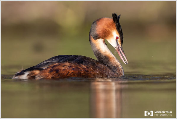 Haubentaucher  |  Canon EOS R6, EF 300 f/2,8 L IS II USM mit Telekonverter 2x (600 mm), ISO 1600, 1/2000s, f/7,1