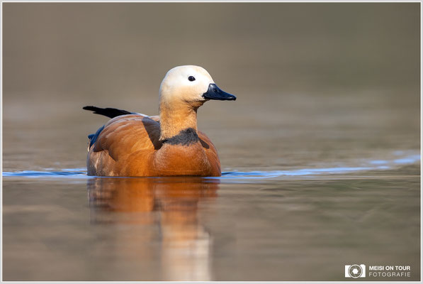 Rostgans  |  Canon EOS R6, EF 300 f/2,8 L IS II USM mit Telekonverter 2x (600 mm), ISO 800, 1/1250s, f/7,1