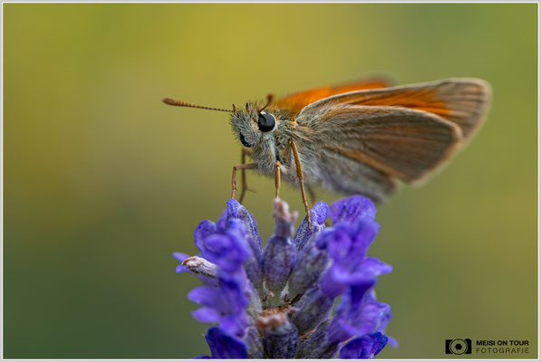 Dickkopffalter |  Nikon Z8, NIKKOR Z MC 105 1:2,8 VR S, ISO 1000, 1/1600s, f/8