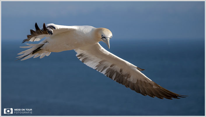 Basstölpel  |  Nikon Z9, NIKKOR Z 100–400 mm 1:4,5–5,6 VR S (130 mm), ISO 125, 1/1600s, f/4,8
