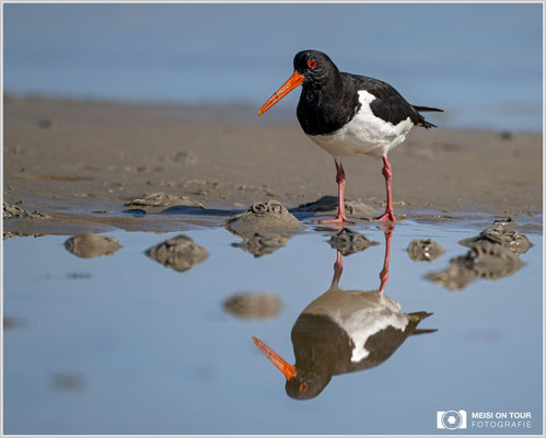 Austernfischer  |  Nikon Z9, NIKKOR Z 800 mm 1:6,3 VR S, ISO 320, 1/2500s, f/6,3