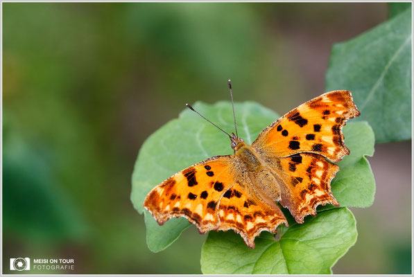 C-Falter  |  Canon EOS-6D, Sigma 150 f/2,8 Makro DG OS HSM mit Telekonverter 1,4x III (210 mm), ISO 800, 1/250s, f/9, Einbeinstativ