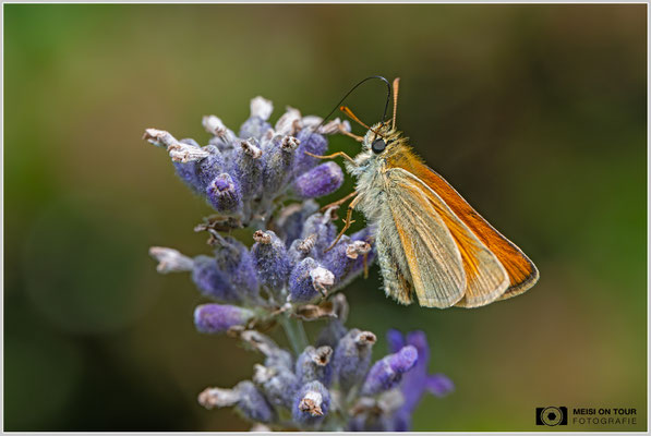 Dickkopffalter |  Nikon Z8, NIKKOR Z MC 105 1:2,8 VR S, ISO 1000, 1/1000s, f/8
