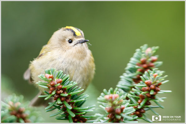 Wintergoldhähnchen  |  Canon EOS-5D Mark IV, EF 300 f/2,8 L IS II USM mit Zwischenring (300 mm), ISO 800, 1/250s, f/3,2, Einbeinstativ