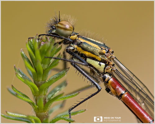 Frühe Adonislibelle  |  Canon EOS R6, Sigma 150 f/2,8 Makro DG OS HSM mit Telekonverter 2x III (300 mm), ISO 800, 1/320s, f/6,3 Stack (32 Aufnahmen)