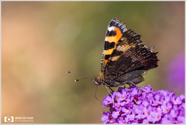 Kleiner Fuchs  |  Canon EOS-6D, Sigma 150 f/2,8 Makro DG OS HSM, ISO 800, 1/1250s, f/8, Einbeinstativ