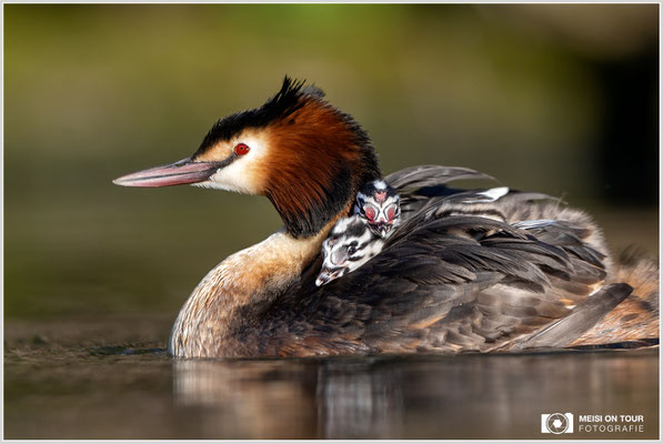 Haubentaucher  |  Canon EOS R6, EF 300 f/2,8 L IS II USM mit Telekonverter 1,4x (420 mm), ISO 800, 1/3200s, f/5,6