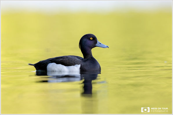 Reiherente  |  Canon EOS R6, EF 300 f/2,8 L IS II USM mit Telekonverter 2x (600 mm), ISO 800, 1/400s, f/7,1