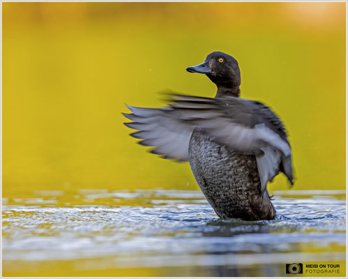 Reiherente  |  Canon EOS R6, EF 300 f/2,8 L IS II USM mit Telekonverter 2x (600 mm), ISO 800, 1/320s, f/7,1