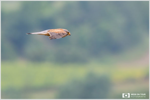 Turmfalke  |  Canon EOS R6, EF 300 f/2,8 L IS II USM mit Telekonverter 2x (600 mm), ISO 1000, 1/640s, f/7,1