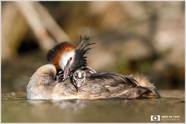 Haubentaucher  |  Canon EOS-5D Mark IV, EF 300 f/2,8 L IS II USM mit Telekonverter 2x (600 mm), ISO 800, 1/2000s, f/6,3, Reissack, Winkelsucher